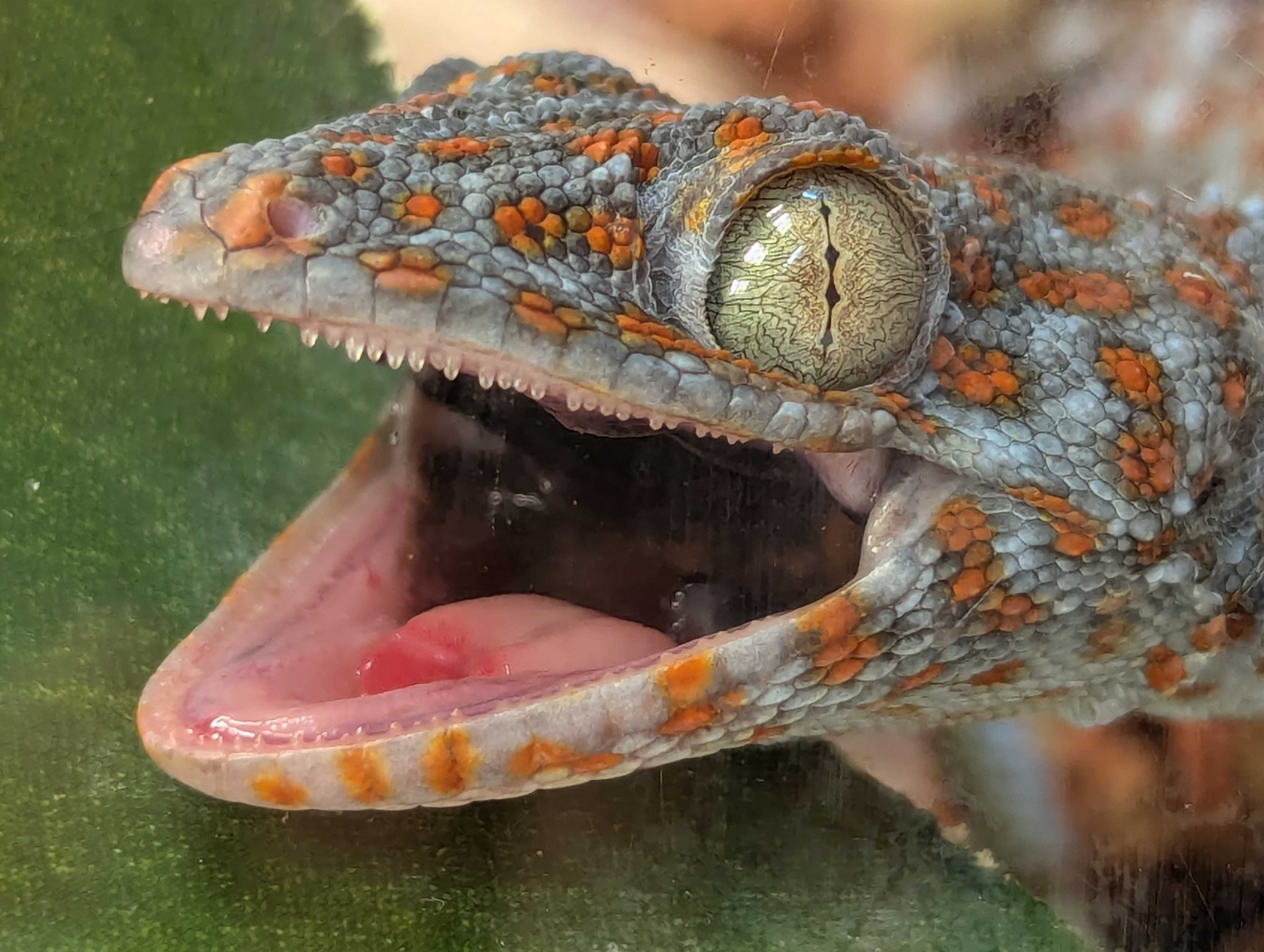 gecko