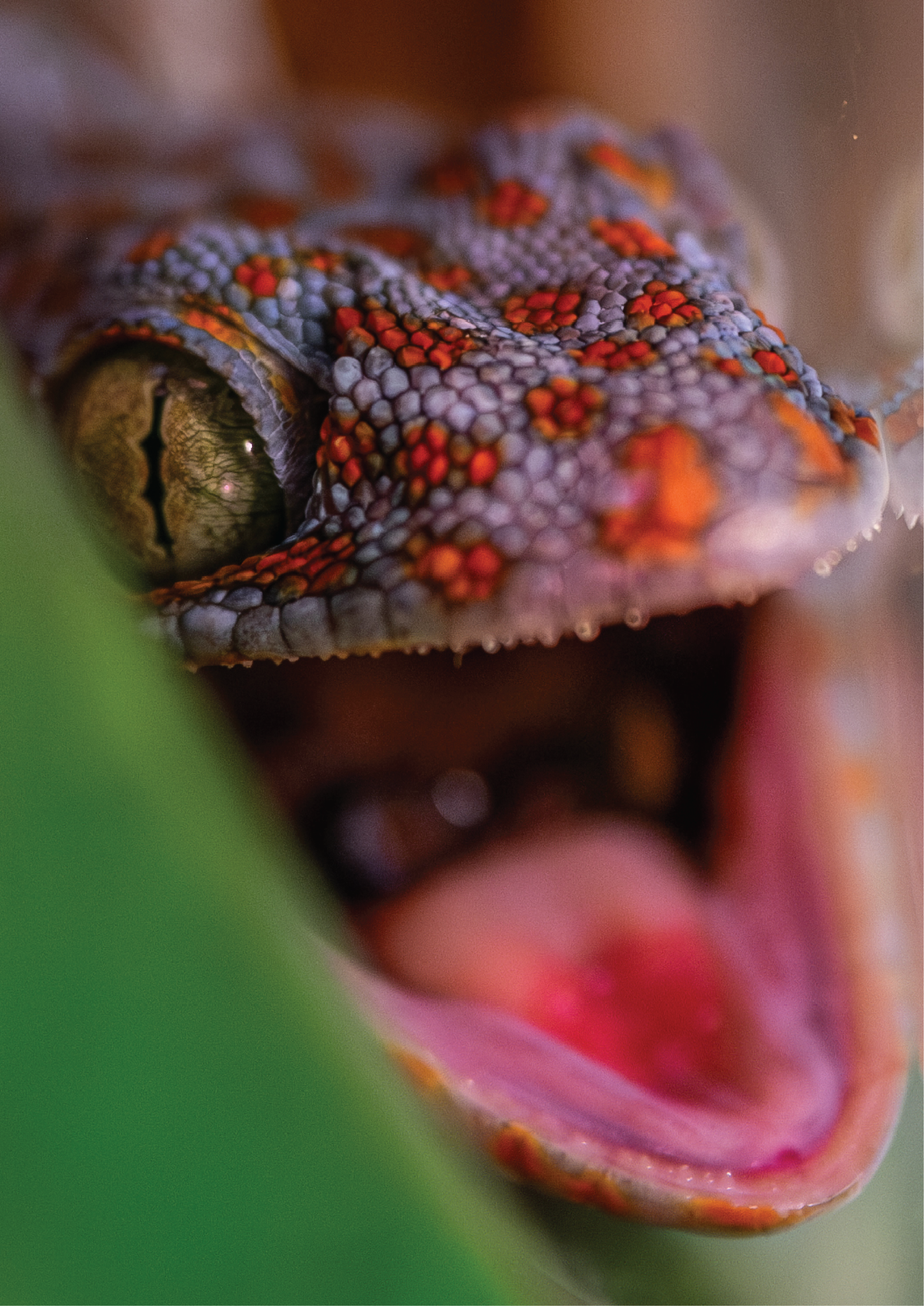 geckoCover